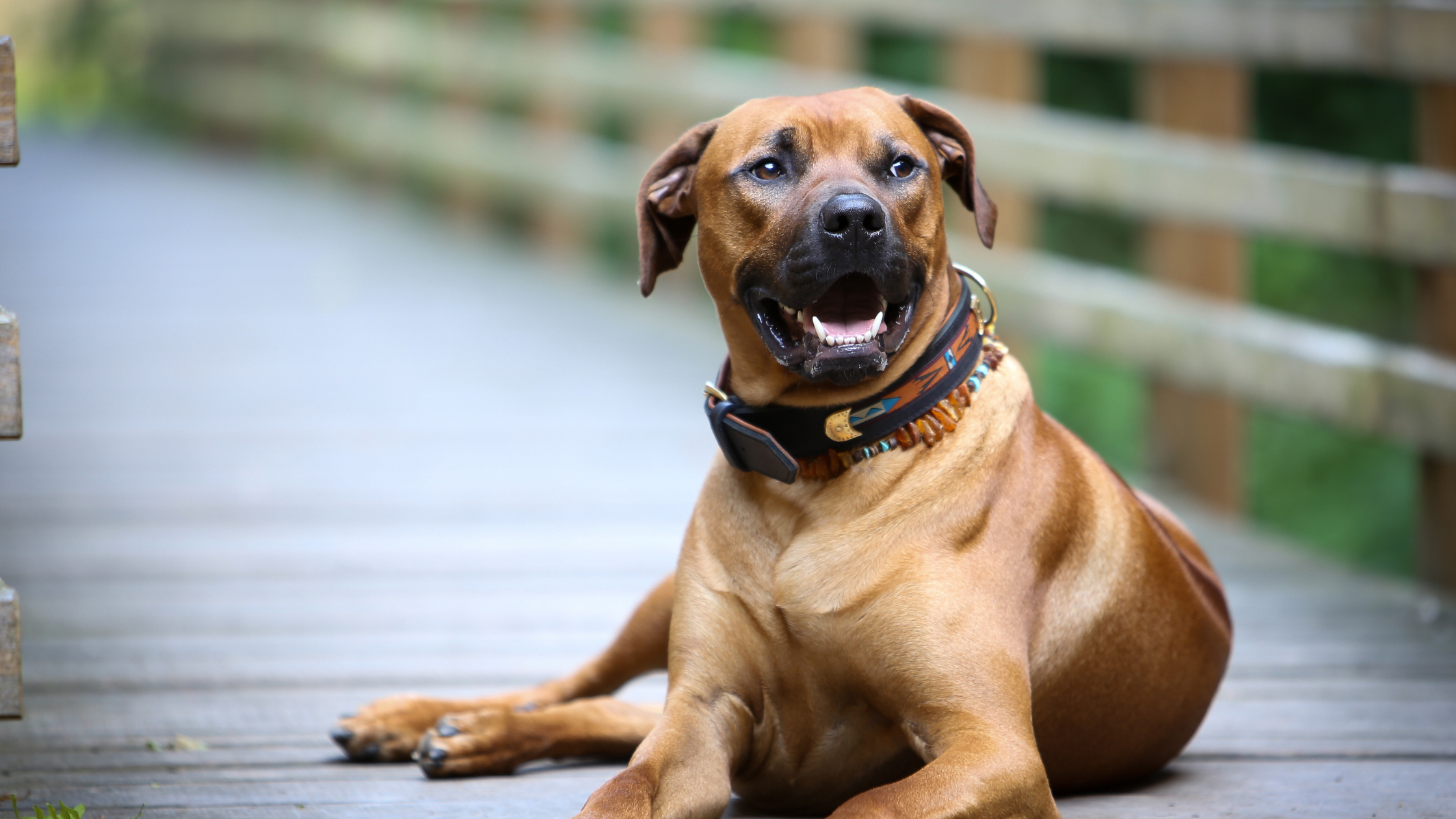 A smiling Ridgeback laying on a dock