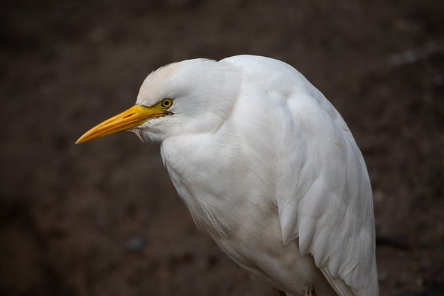 bird, cattle egret, ornithology