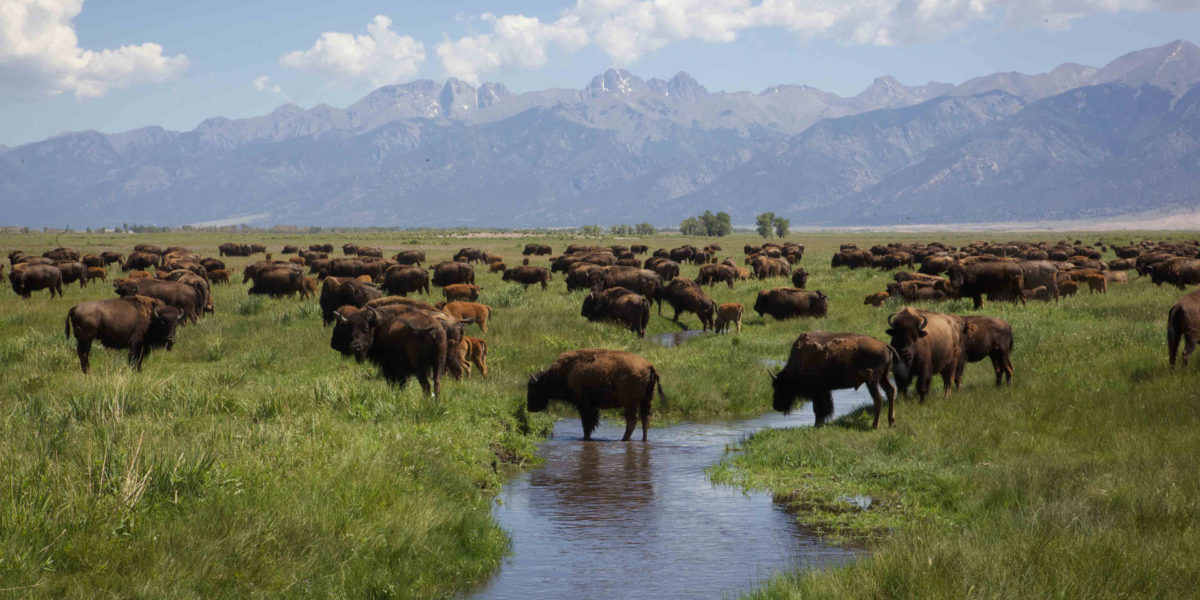 interesting animals in south dakota