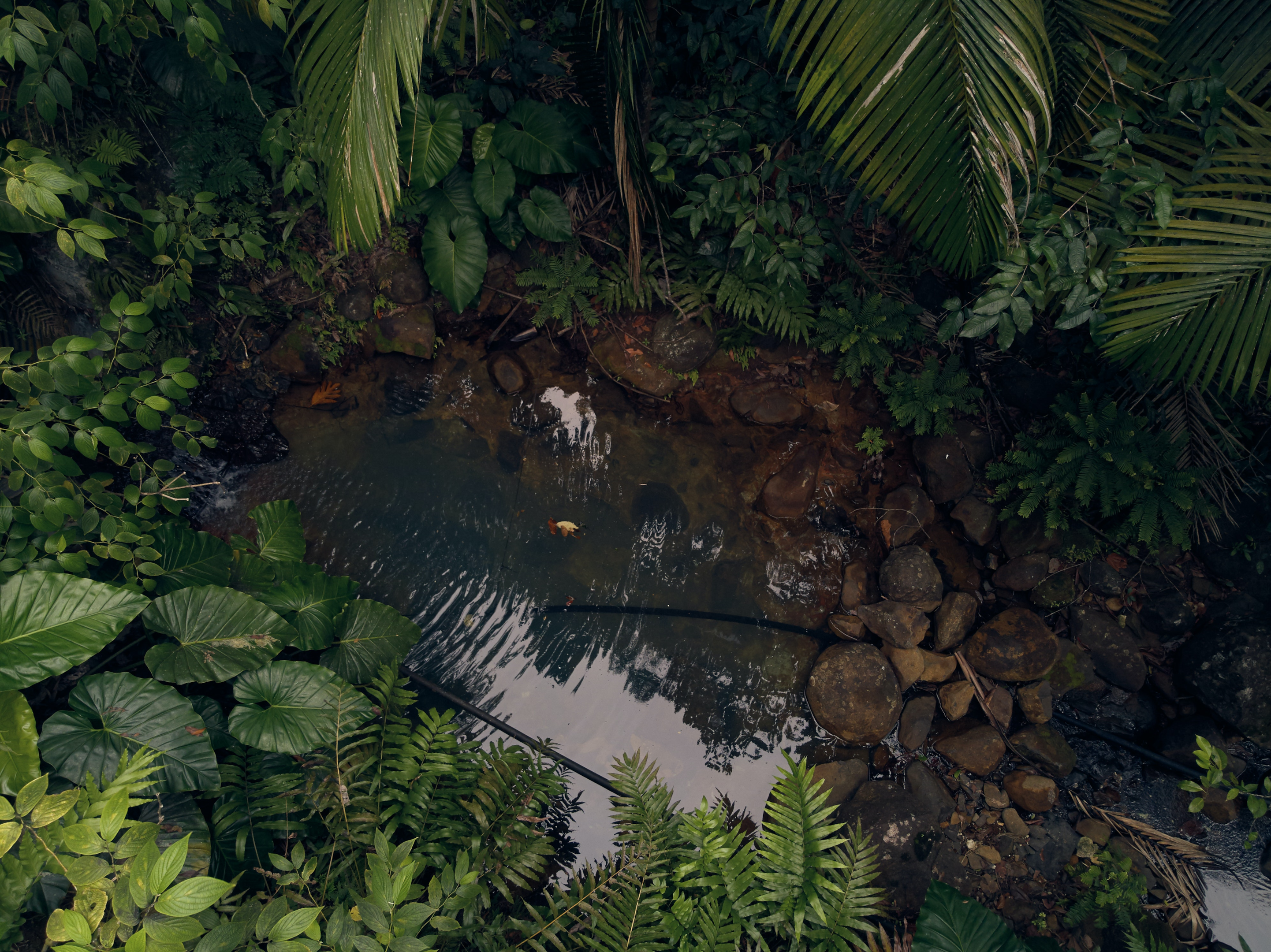 tropical creek