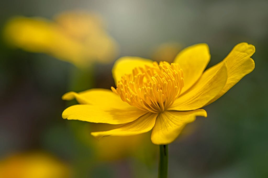 Marsh Marigold