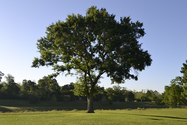 acacia tree