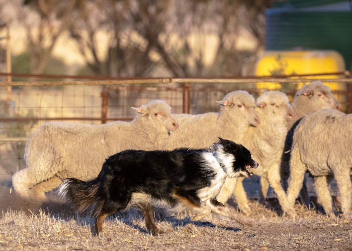 13 Dog Breeds That Use Their Paws A Lot (With Pictures)