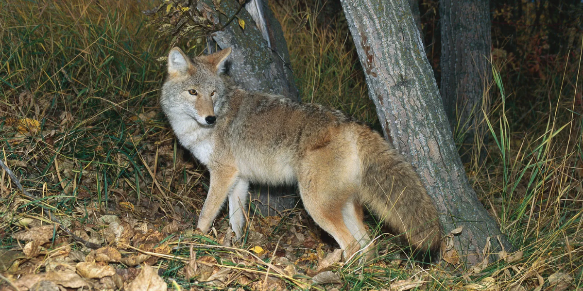 common dangerous animals in washington state