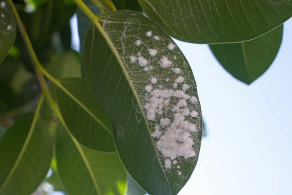 rubber plant problems, pest