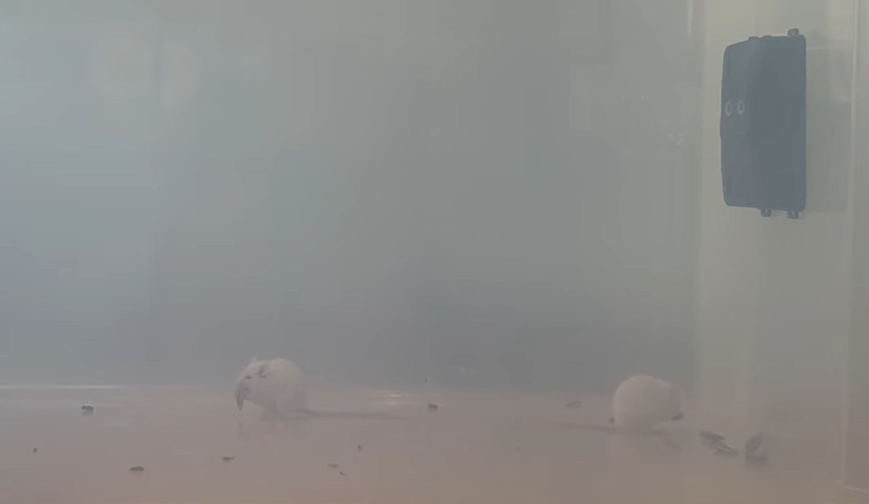 mice eating the bait near the Borhood ultrasonic rodent repeller