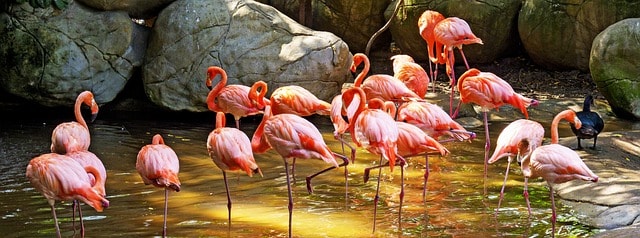 colombia, cartagena, caribbean, flamingos, vacations, colombia, colombia, colombia, colombia, colombia, cartagena, cartagena