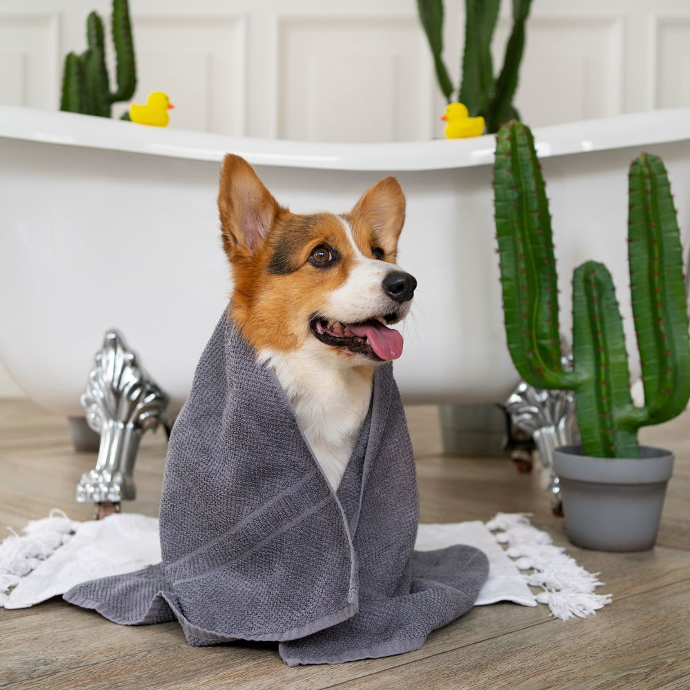 How often should a dog blanket be washed and maintained?