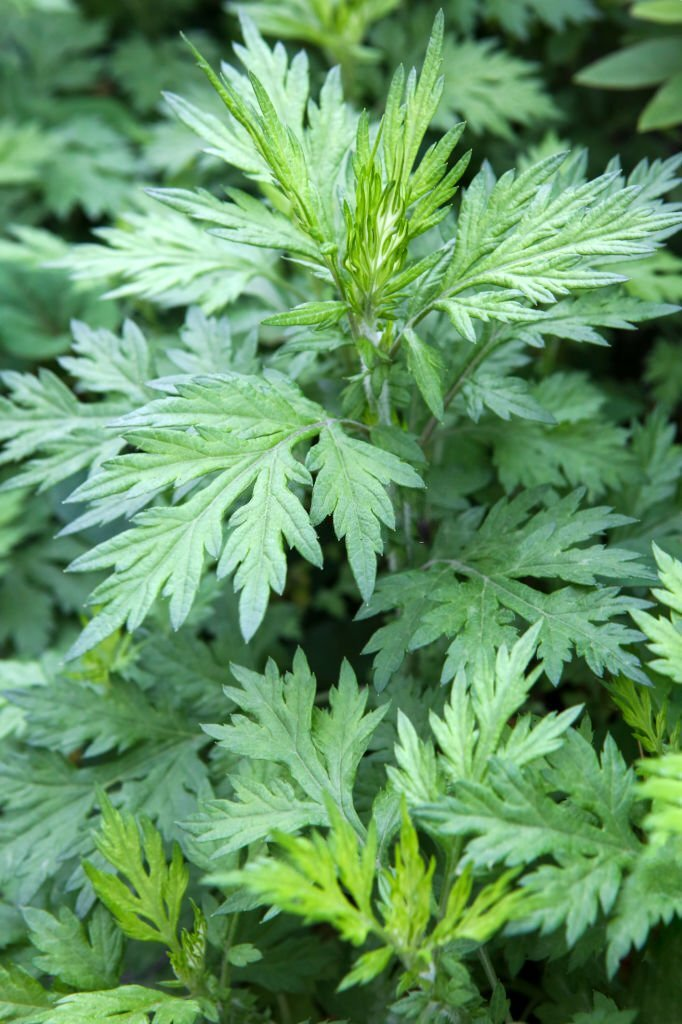 Mugwort