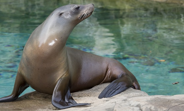 the north pacific sea lions, steinmann sea lion, sea donkey