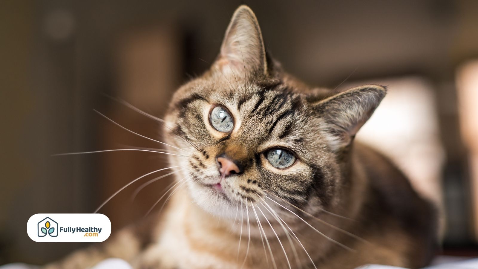 Brown tabby cat with blue eyes looking directly at camera