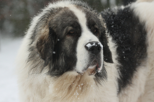 A close up view of a Pyrenean Mastiff