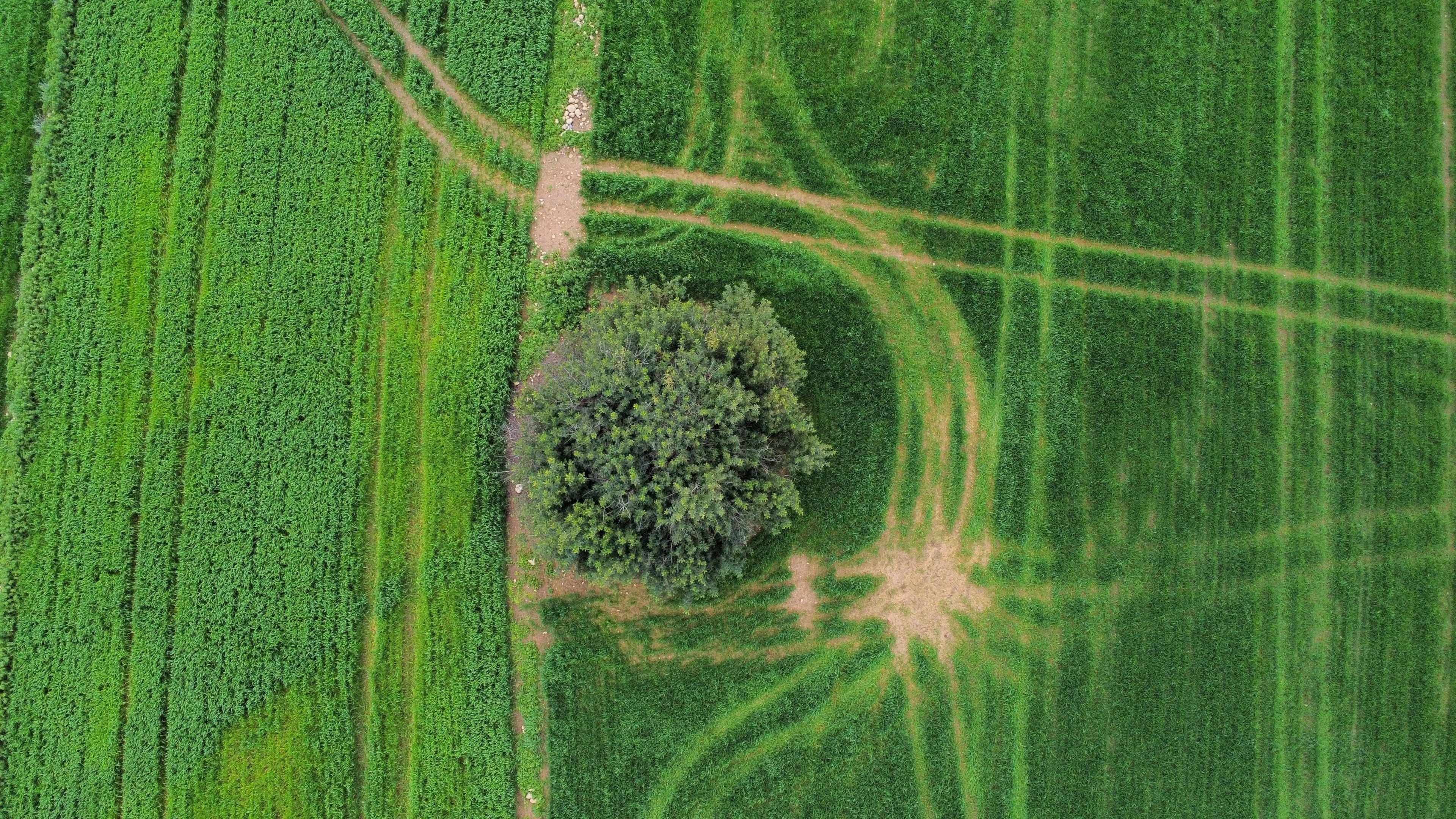 Aerial view of raw land for sale. 