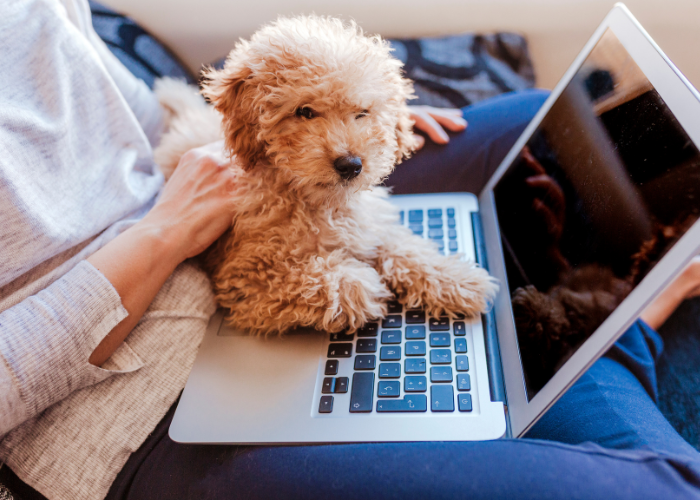 11 Popular Single Coated Dog Breeds (+ Ultimate Guide)