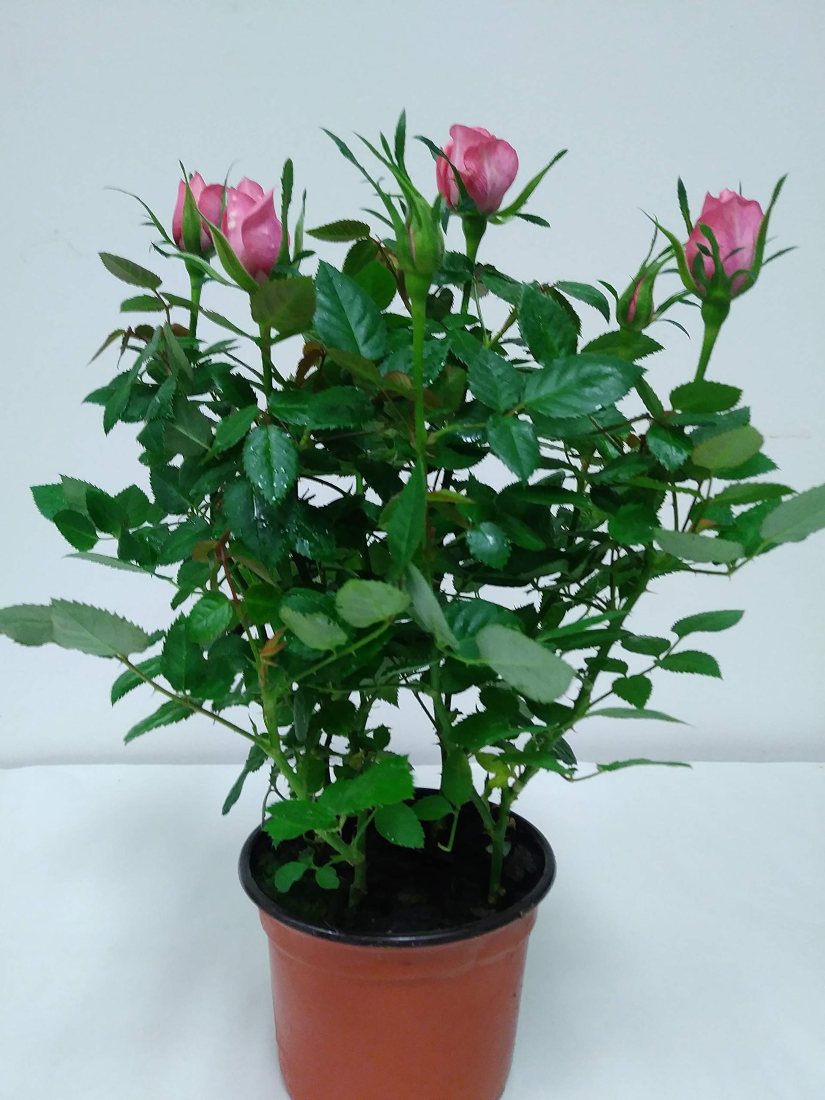 Live Houseplant Roses, Mini Pink Rose Bush