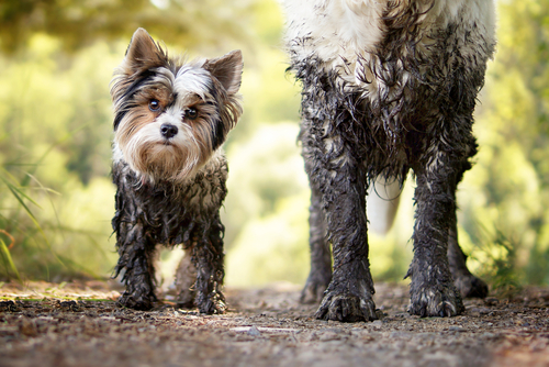 A Small muddy Yorkshire Terrier with a larger dog