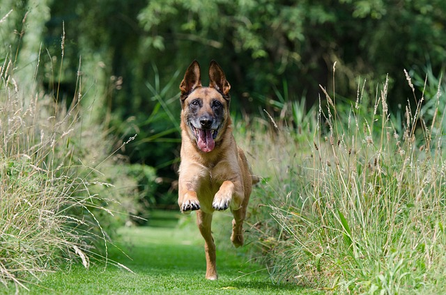 malinois, recall, dog training