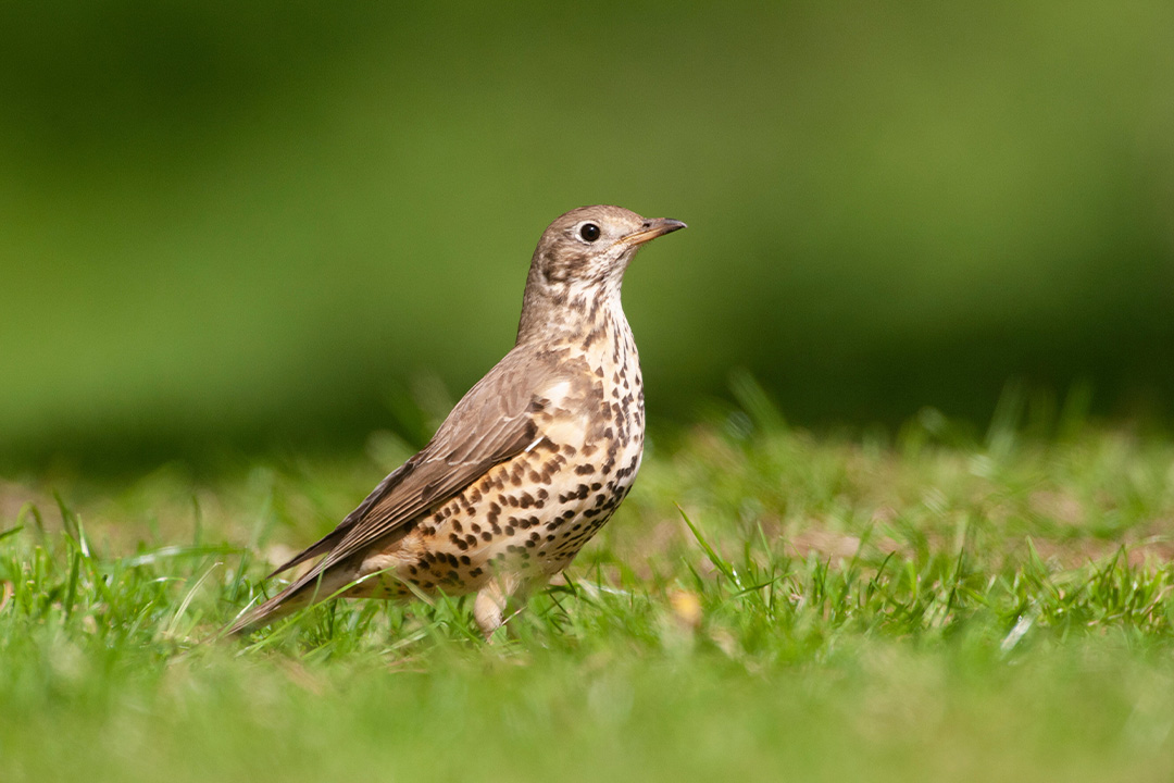 Bird in grass