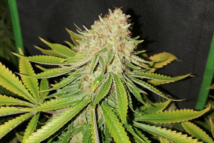 Jack Herer by Seedsman