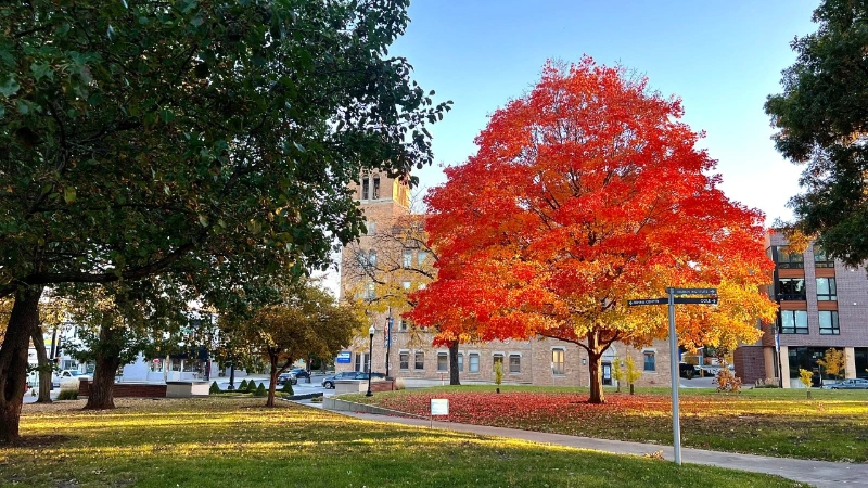 bright red tree on school grounds