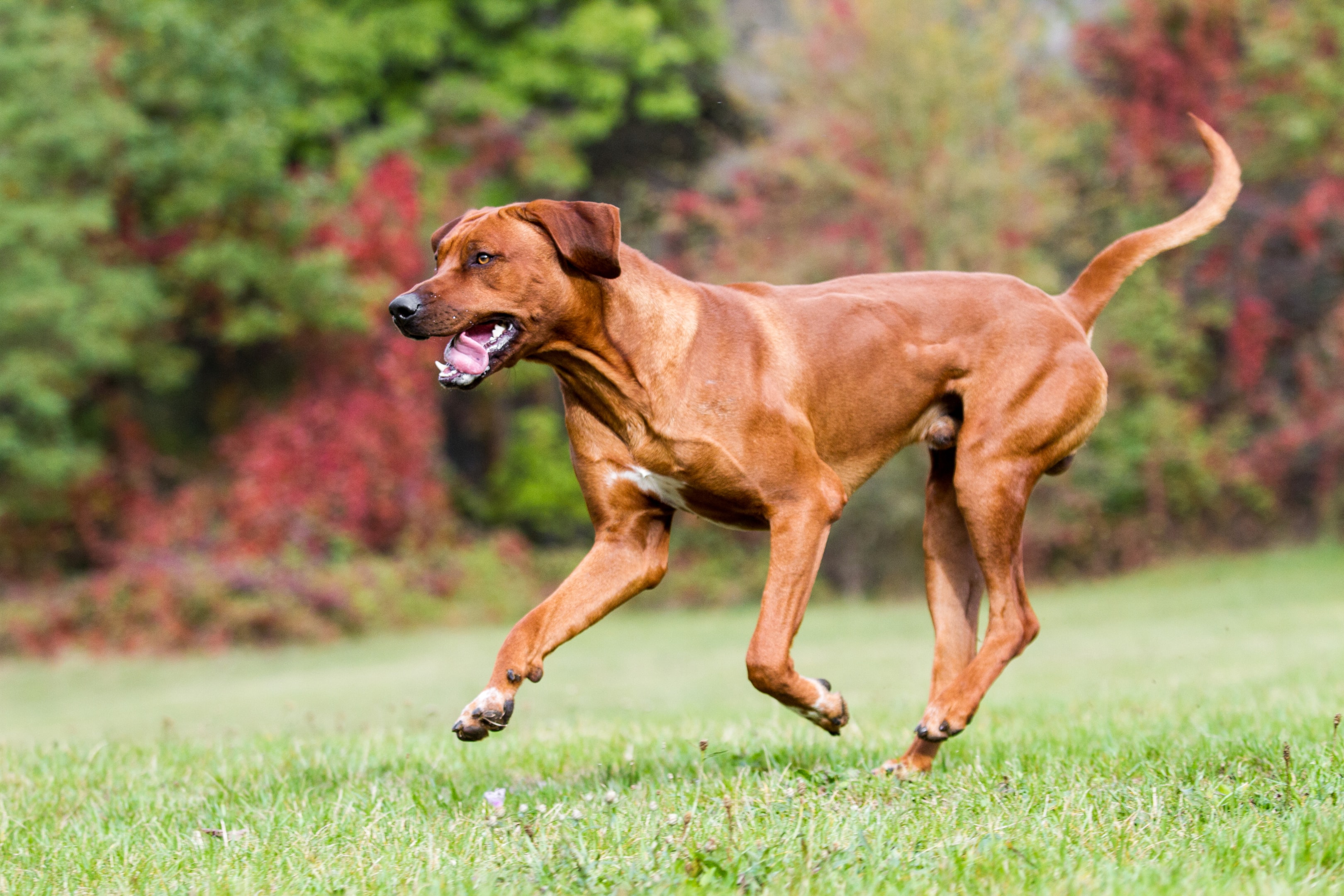 A running Rhodesian Ridgeback highlighting its muscular build