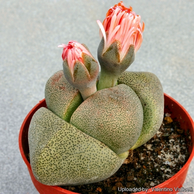 hollow inside cactus, evoke nature