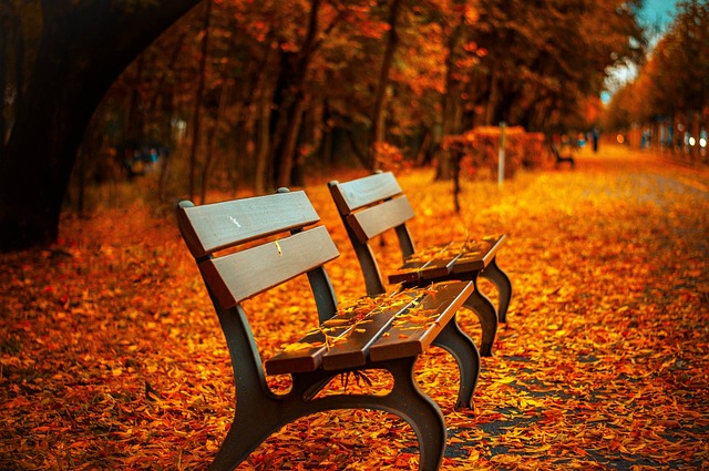 benches, nature, autumn