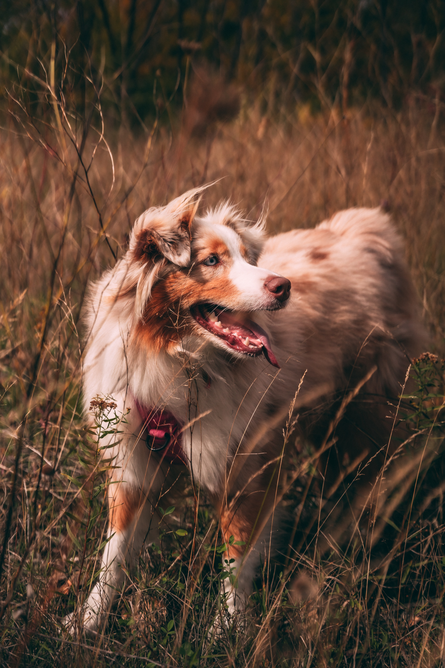 Companion Animals, Such as This One, are Important Considerations in a Divorce Case. The Other Spouse May Want Custody of the Dog, but a Good Family Law Attorney Can Help you Keep Your Companion Animals