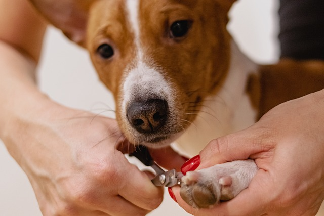 nail clipping, pet grooming, dark nails, paw pads