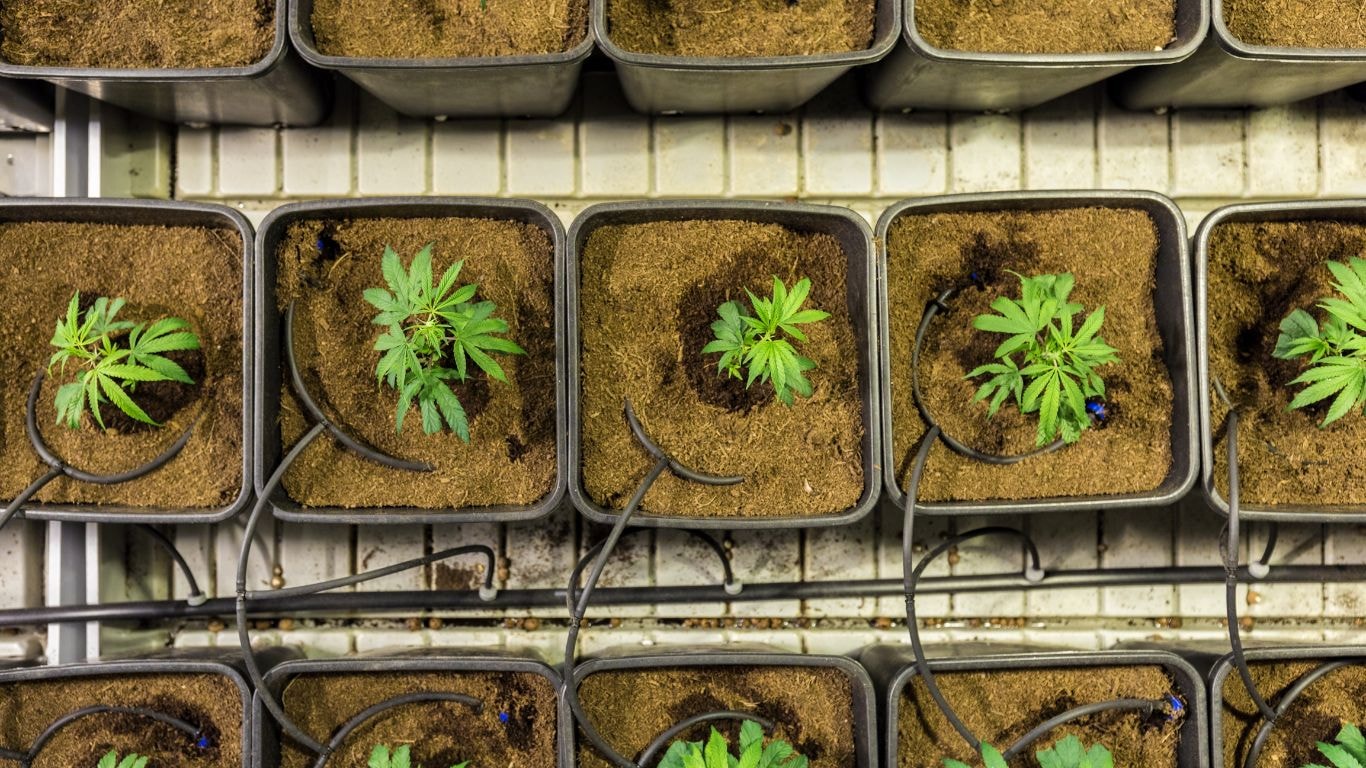 how long does cbd stay in your system - topical cbd
