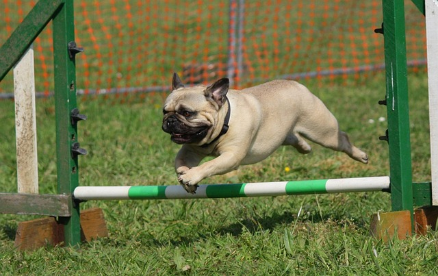 dog, pug, training