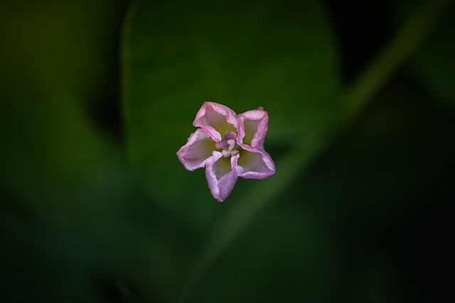 flower, stunning, summer