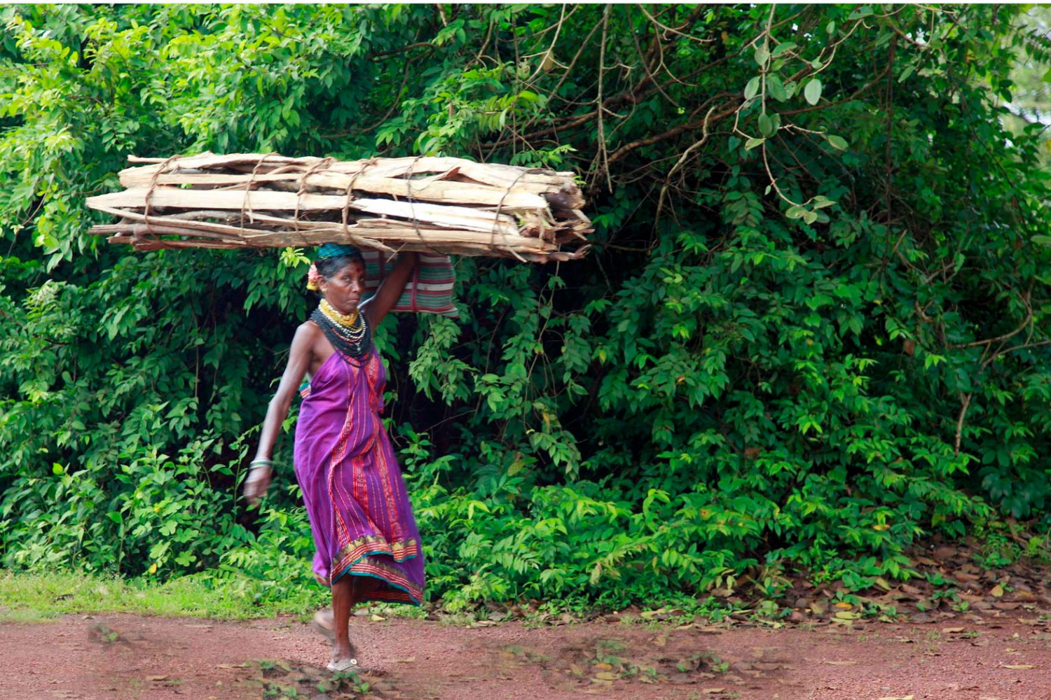 A woman wearing kasuti saree with kasuti embroidery carrying wood on head.