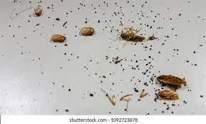 23 Cockroach Poop Images, Stock Photos & Vectors | Shutterstock