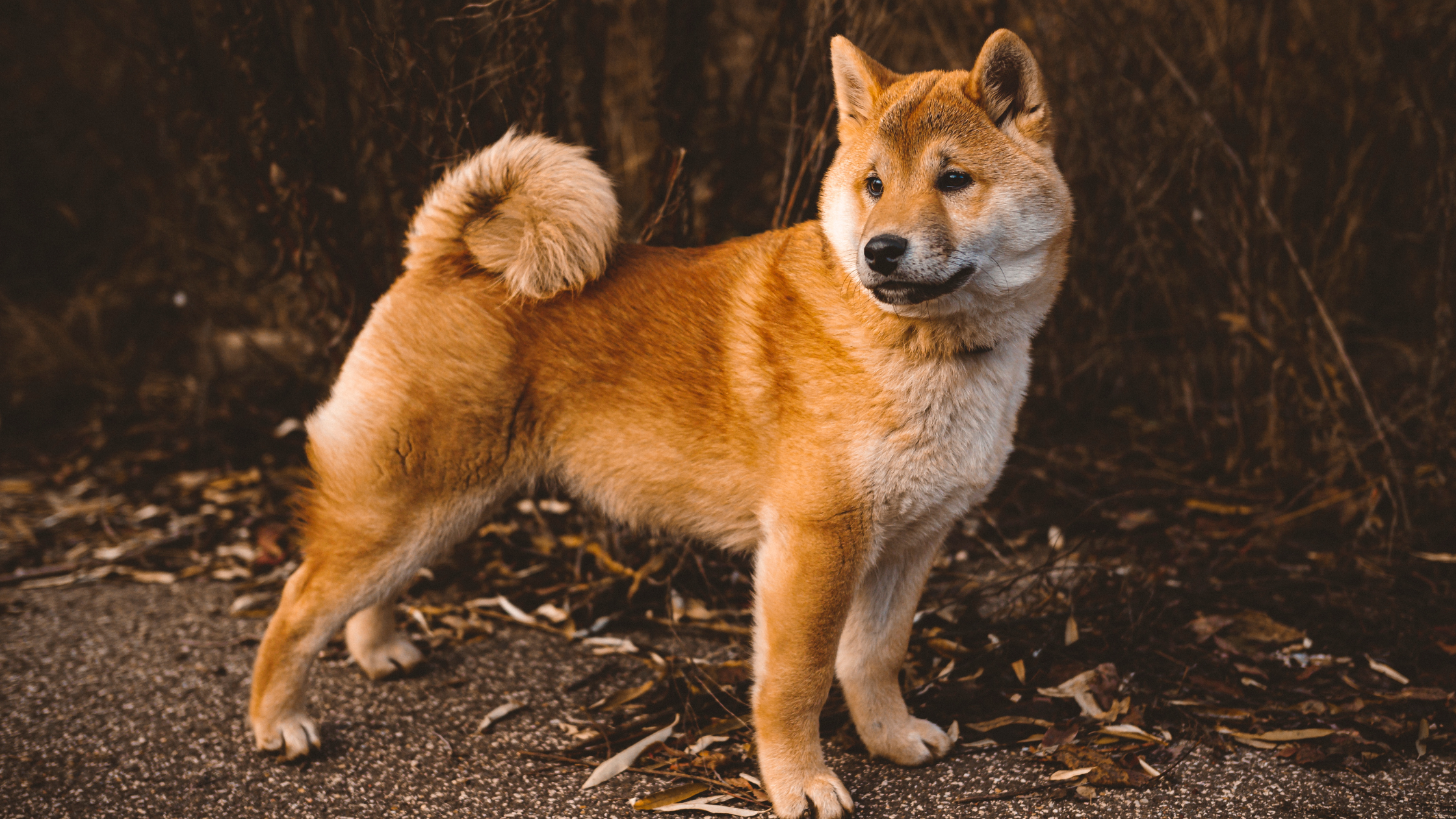 A side view of an alert Shiba