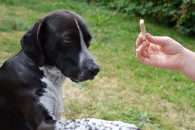dog, hunting dog, dressage, obedience, learning, dog hairs, nature, animal, domesticated, pet, obedience, obedience, obedience, obedience, obedience