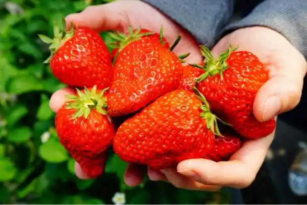 What is Amaou Japanese Strawberry?