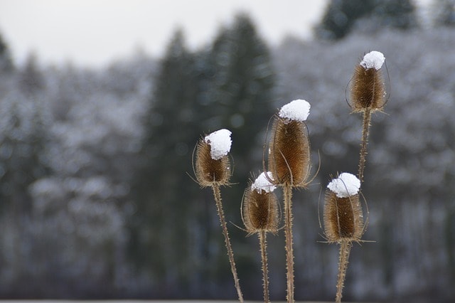 teasels, plants, snow, wild teasels, frost, cold, winter, meadow, forest, nature, closeup