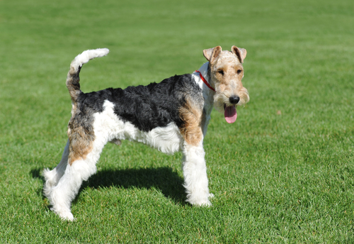 Right side view of a Fox Terrier