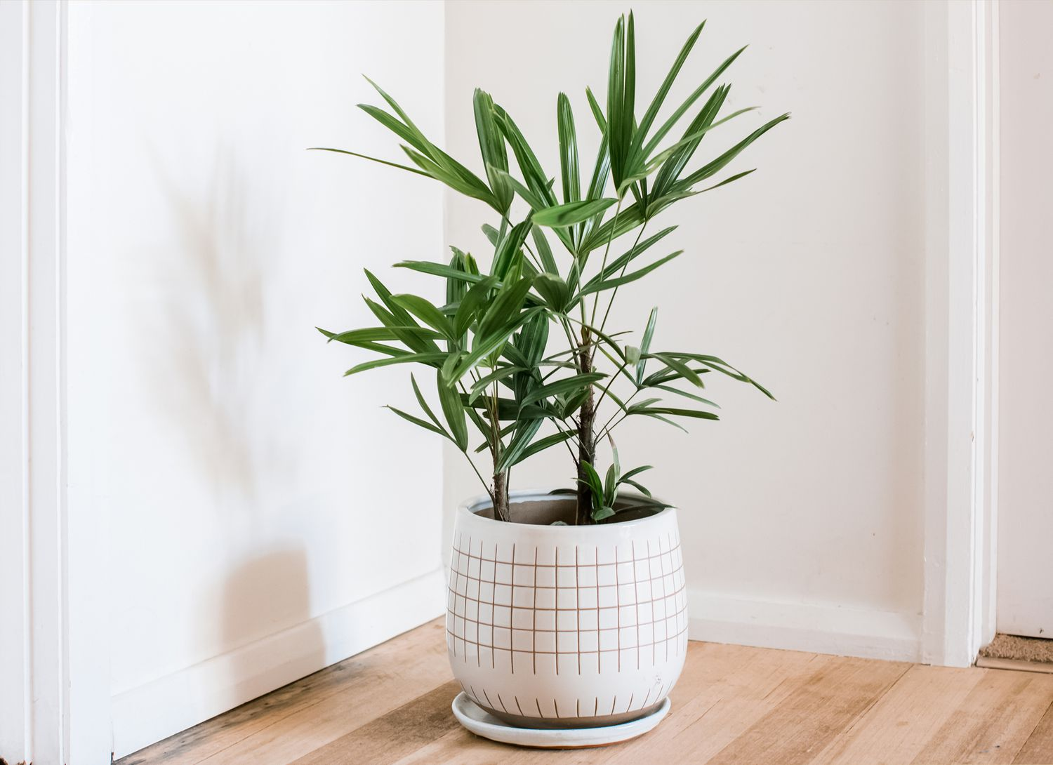 palm, indoor garden trees