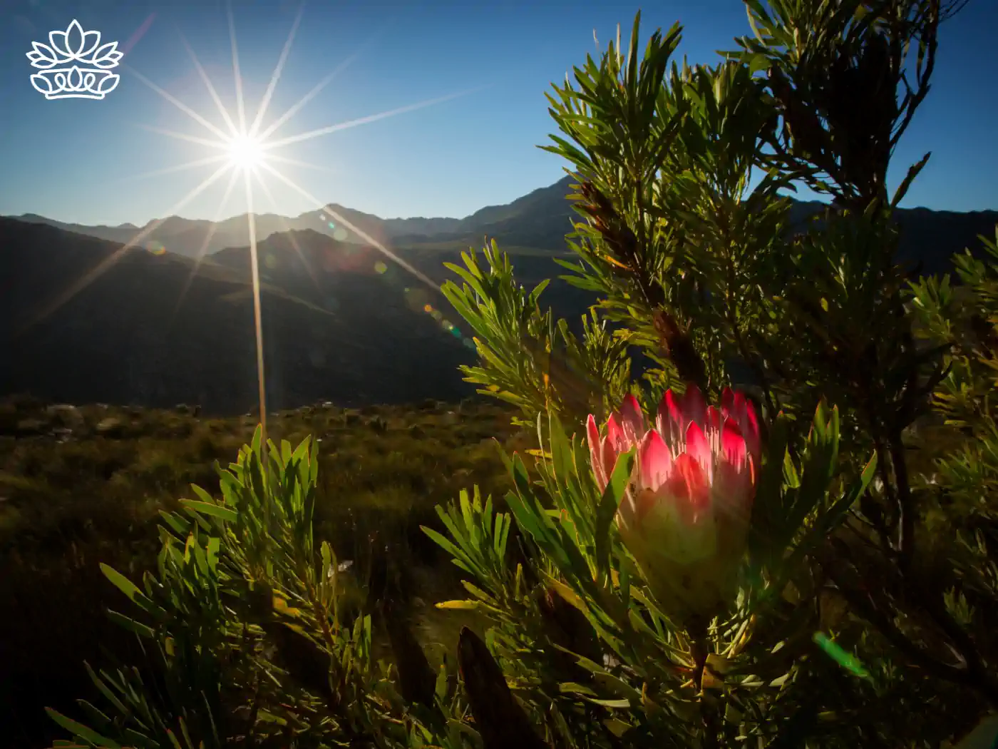  Sunrise over a field of Protea flowers in bloom - Fabulous Flowers and Gifts, Proteas Collection