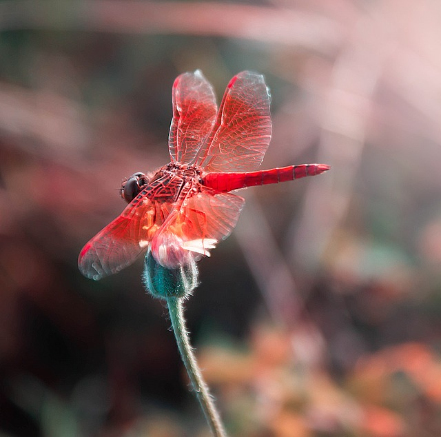 dragonfly, insect, macro