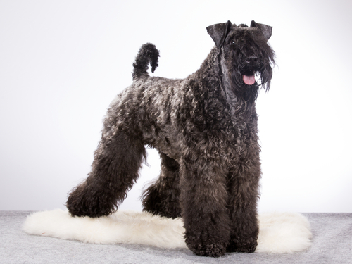 A front view of the Kerry Blue Terrier