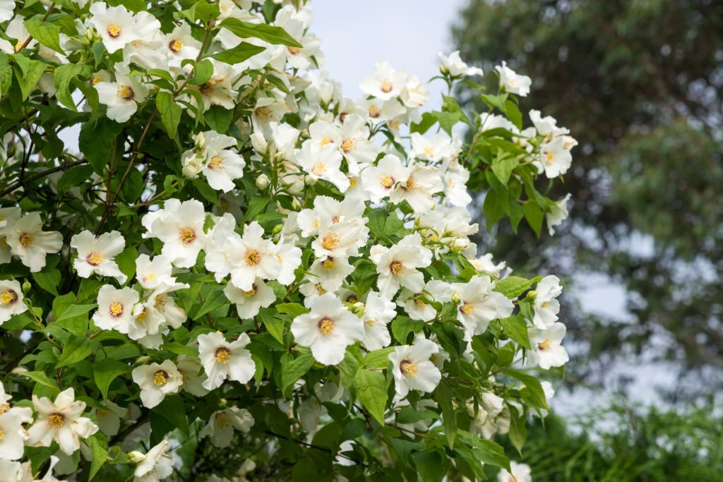 Mock Orange