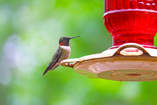 How To Make A Hummingbird Feeder Out Of A 2-Liter Bottle