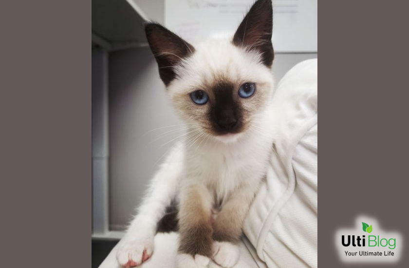 Ragdoll Siamese Mix Kitten from Pinterest in a post about Siamese Ragdoll Cat 
