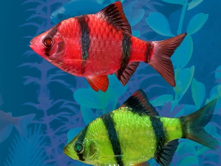 Glofish Tiger Barbs