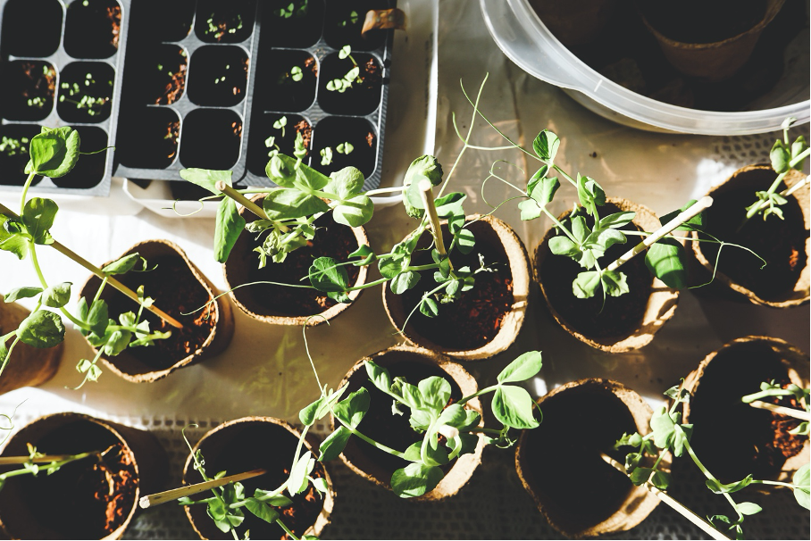 Start gardening with rearing pots