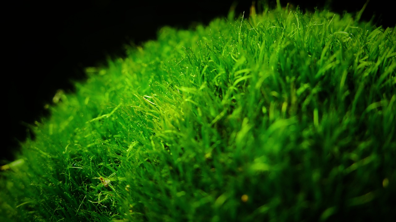 java moss