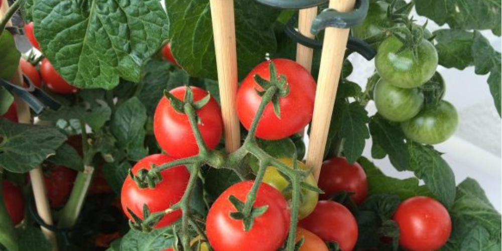 how to grow tomatoes